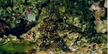 Estrella (Coscinasterias tenuispinas)
