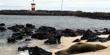 Lobo Marino en Punta Carola en la Isla San Cristóbal, Ecuador
