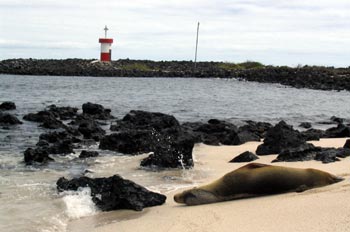 Lobo Marino en Punta Carola en la Isla San Cristóbal, Ecuador