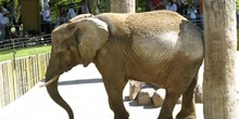 Elefante asiático (Elephas maximus)