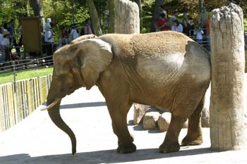 Elefante asiático (Elephas maximus)