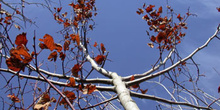 árbol en otoño