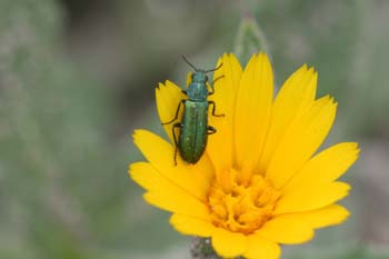 Clérido (Cleridae Fam.)