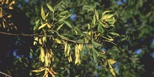 Fresno de hoja estrecha - Fruto (Fraxinus angustifolia)