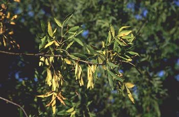 Fresno de hoja estrecha - Fruto (Fraxinus angustifolia)