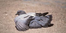 Paloma bravía o común (Columba livia)