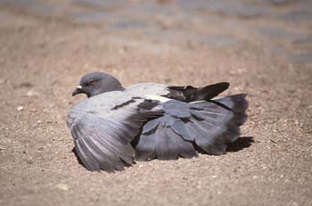 Paloma bravía o común (Columba livia)