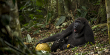 Ganadores del Wildlife Photographer of the Year 2017 11