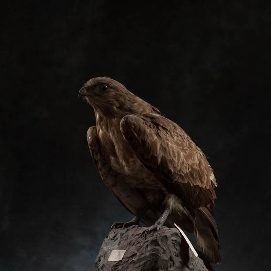 IES_SANISIDRO_MUSEO_Aves_181