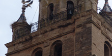 Torre, Catedral de Calahorra