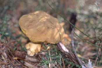 Boleto bayo (Xerocomus badius)