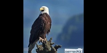 Águila en peligro de extinción 