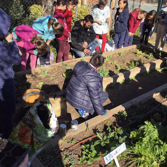 2019_02_08_Cuarto B visita el huerto_CEIP FDLR_Las Rozas 7