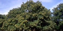 Castaño - Porte (Castanea sativa)