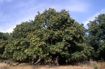 Castaño - Porte (Castanea sativa)