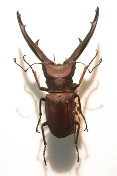 Cyclommatus elaphus (Sumatra)