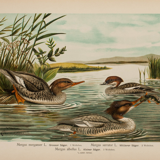 IES_CARDENALCISNEROS_AVES_LAMINAS_082