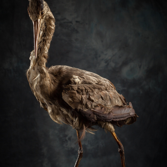 IES_SANISIDRO_BIOLOGIA_284