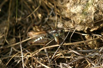 Saltamontes moteado (Myrmeleotettix maculatus)