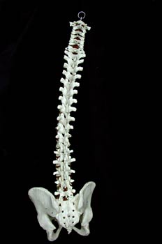 Columna Vertebral y Cadera