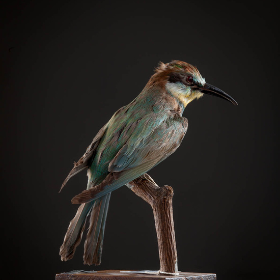 IES_ISABELLACATOLICA_BIOLOGIA_527