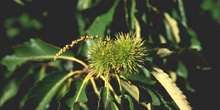 Castaño - Fruto (Castanea sativa)