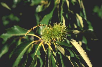 Castaño - Fruto (Castanea sativa)