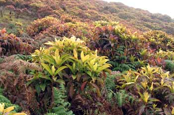 Arbustos de Cacaotillo,Miconia Robinsoniana, Ecuador