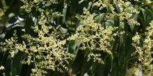 Aligustre - Flor (Ligustrum sp.)