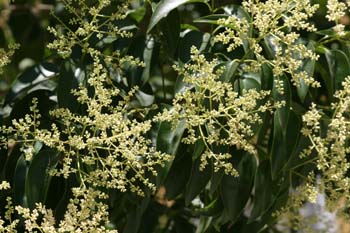 Aligustre - Flor (Ligustrum sp.)