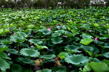 Nenúfares en Kakadu, Australia