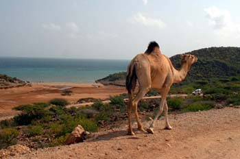 Dromedario caminando, Rep. de Djibouti, áfrica