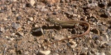 Lagartija colirroja - Juvenil (Acanthodactylus erythrurus)