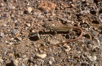 Lagartija colirroja - Juvenil (Acanthodactylus erythrurus)
