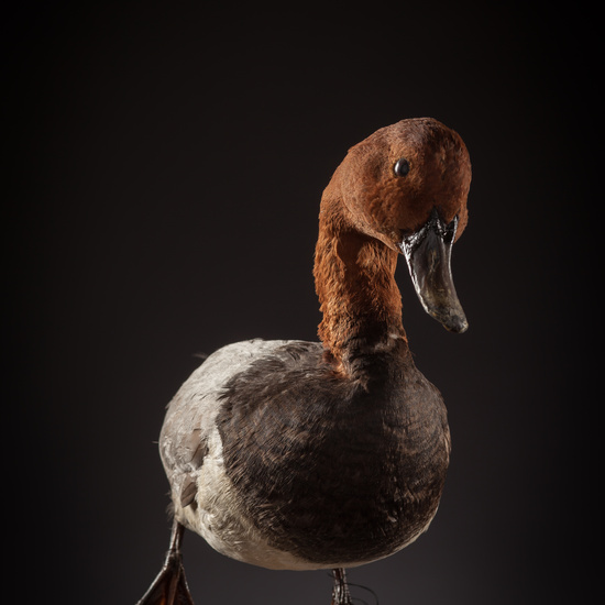 IES_CERVANTES_BIOLOGIA_048