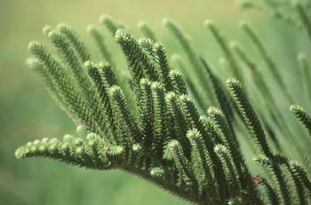Araucaria hojas (Araucaria heterophylla)