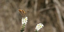 Morena serrana (Aricia agestis cramera)