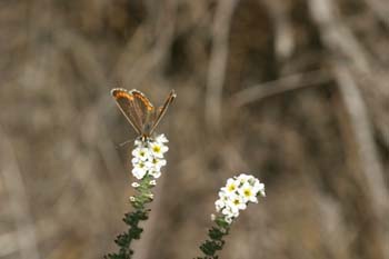 Morena serrana (Aricia agestis cramera)