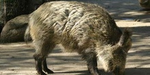 Jabalí (Sus scrofa)