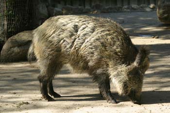 Jabalí (Sus scrofa)