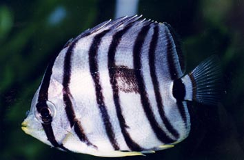 Pez angel (Chaetodon octofasciatus)