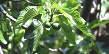 Higuera - Hojas (Ficus carica)