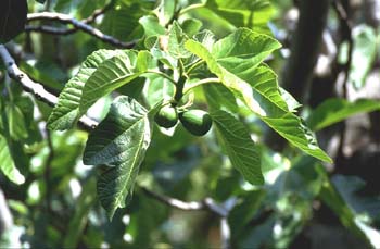 Higuera - Hojas (Ficus carica)