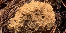 Seta coliflor (sparassis crispa)