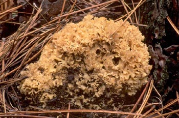 Seta coliflor (sparassis crispa)