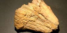 Heliolites porosa (Coral) Devónico