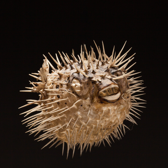 IES_SANISIDRO_BIOLOGIA_397