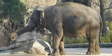 Elefante