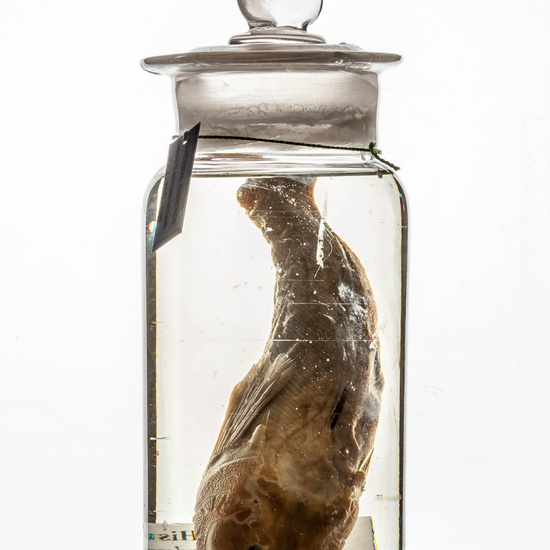 IES_CARDENALCISNEROS_CIENCIASNATURALES_392