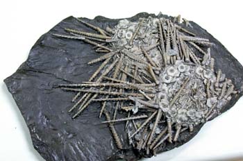 Archaeocidaris sp. (Equino-estrellas) Carbonífero